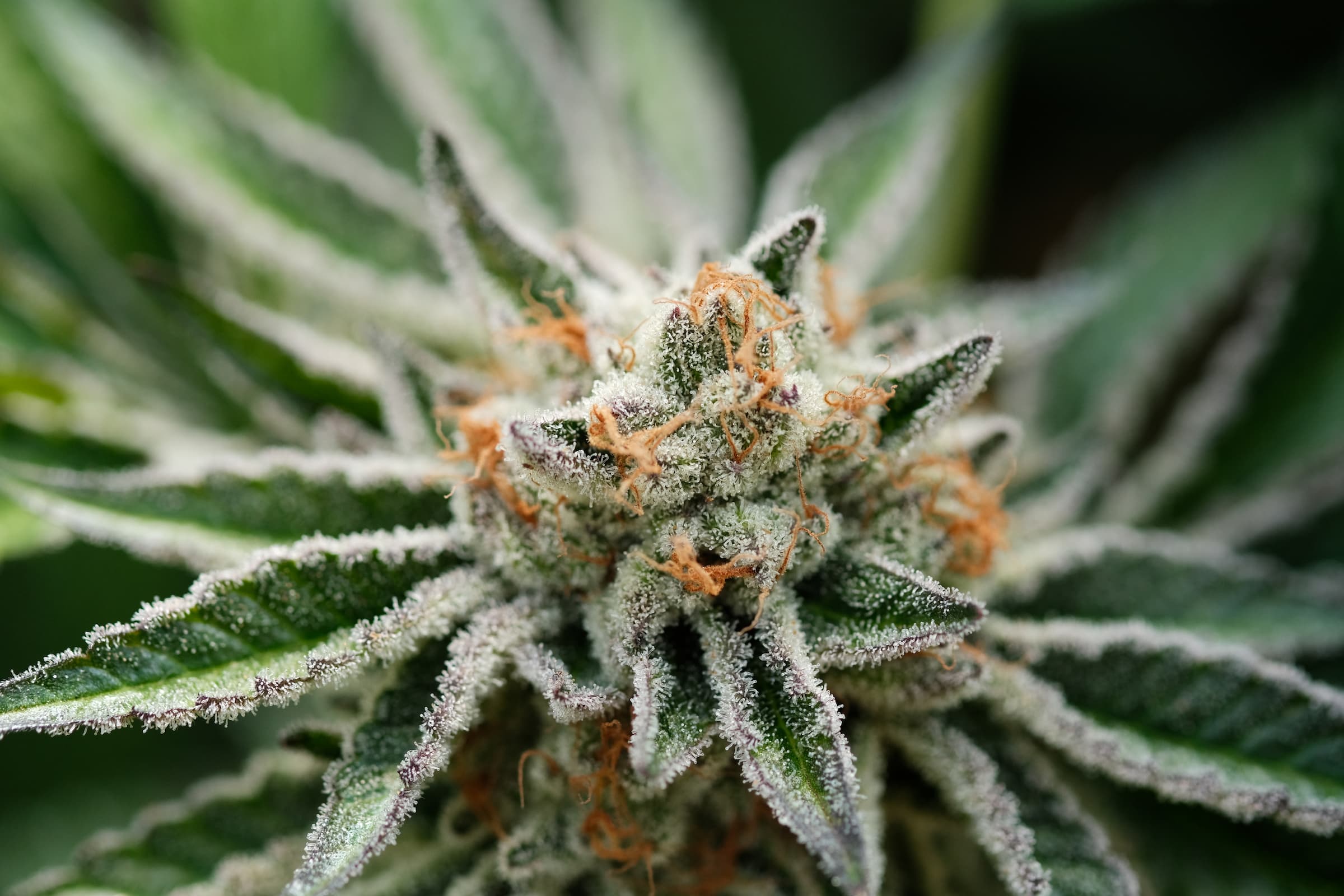 Dogwalkers (10 Pack) | Banana Face | Collective Elevation Butte